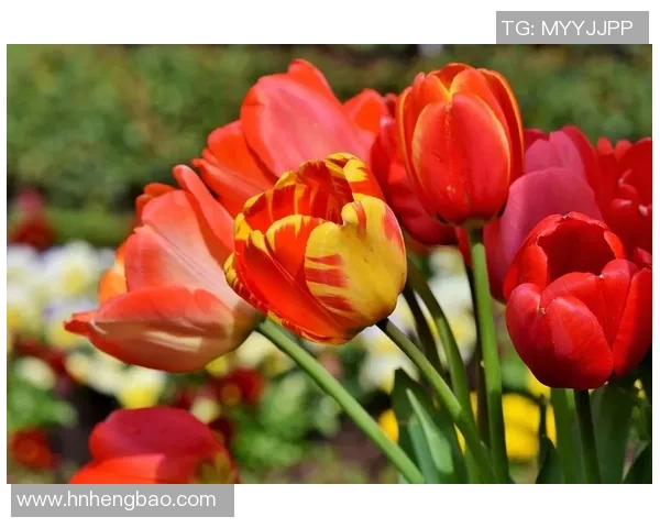 LNG战队在CSGO比赛中的包夹策略分析与成败得失探讨 LNG战队在CSGO比赛中的包夹策略分析与成败得失探讨